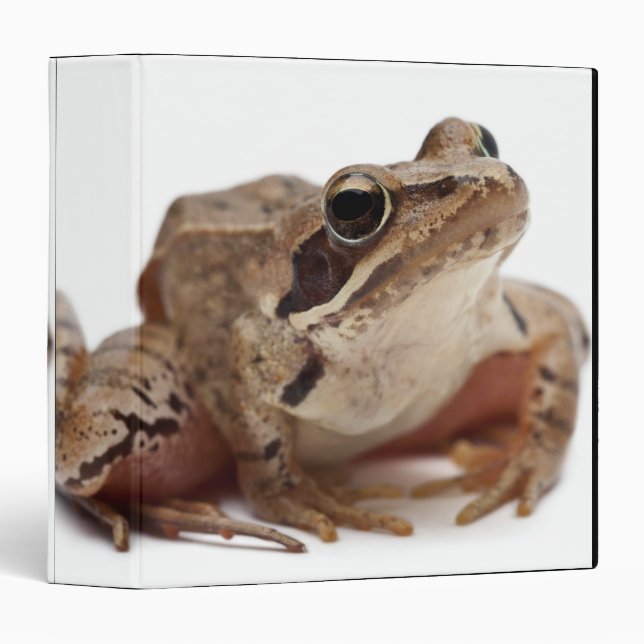 Moor Frog - Rana arvalis 3 Ring Binder (Front/Spine)