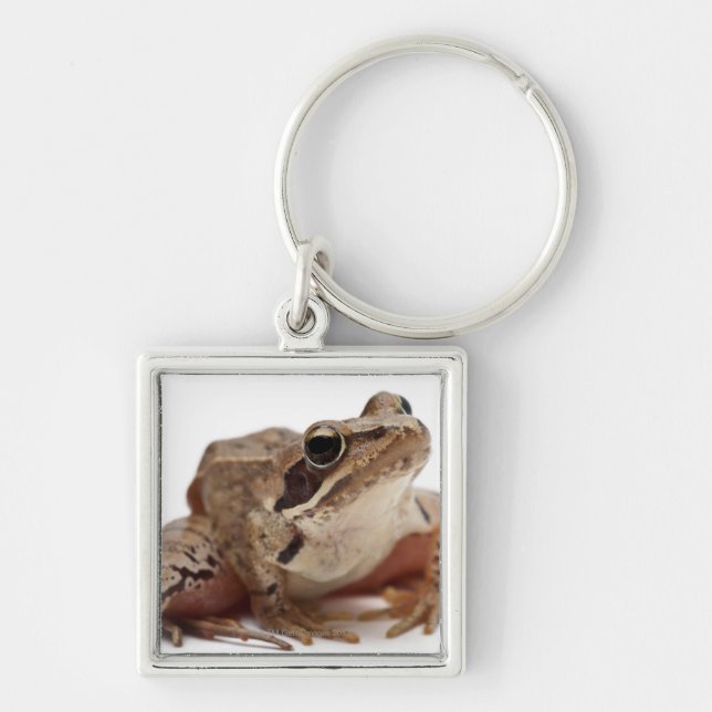 Moor Frog - Rana arvalis Keychain (Front)