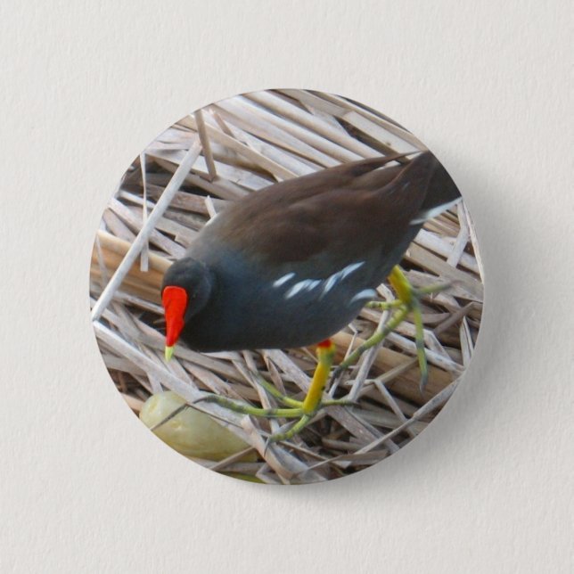 Moorhen Button (Front)