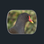 Moorhen Candy Tin<br><div class="desc">A a close-up portrait of a Common Moorhen (Gallinula chloropus).</div>
