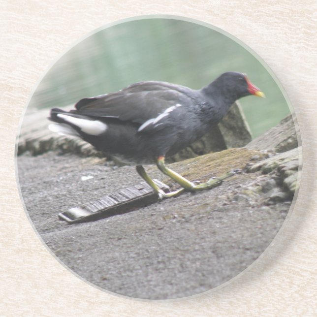 Moorhen Coasters (Front)