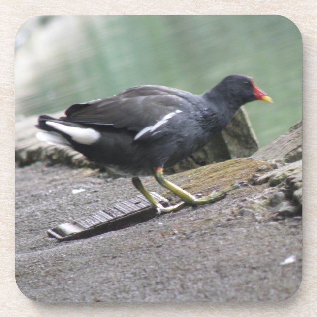 Moorhen Cork Coaster (Front)