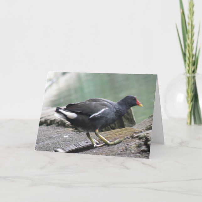 Moorhen Greeting Card (Front)