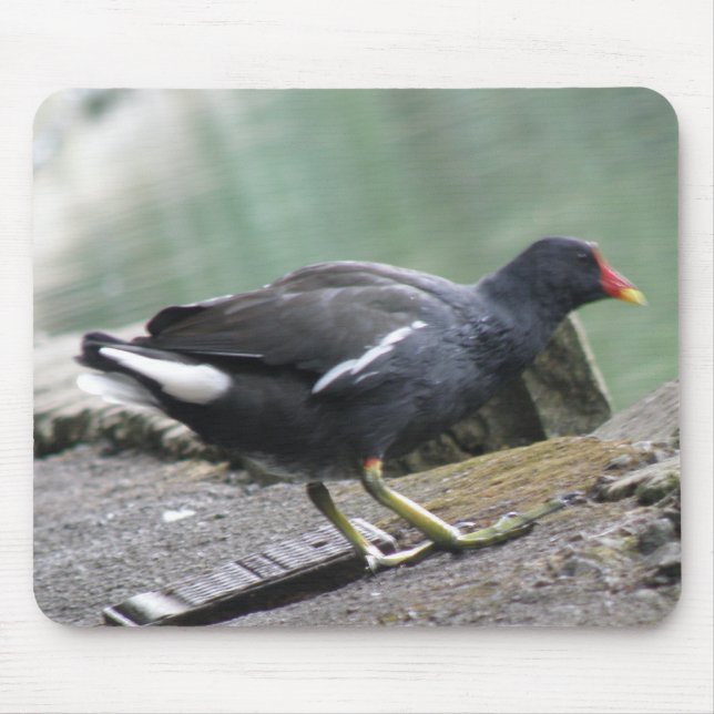 Moorhen Mousepad (Front)