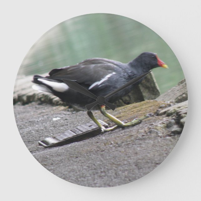Moorhen Wall Clock (Front)