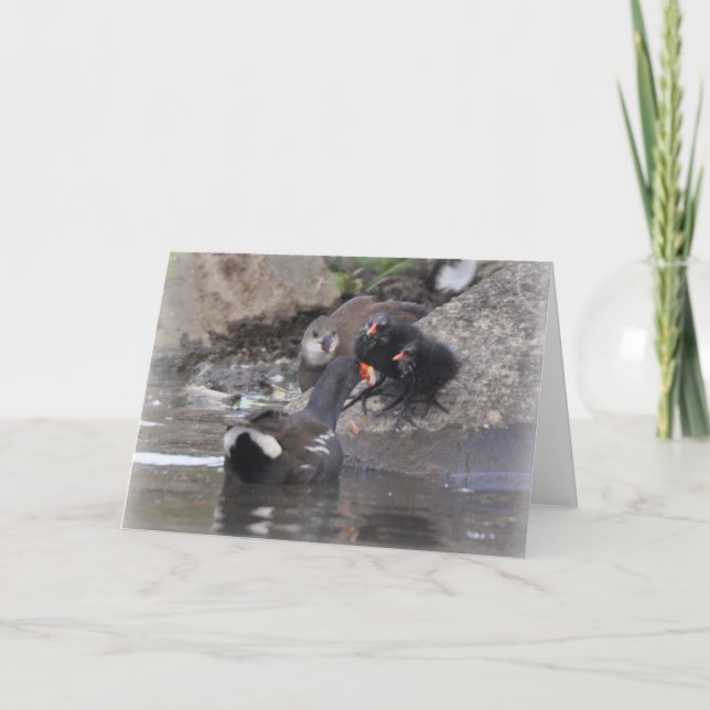 Moorhen with juvenile and chicks card (Front)