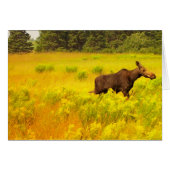 Moose (Front Horizontal)