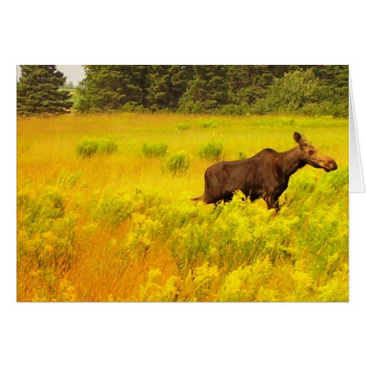 Moose (Front Horizontal)