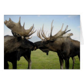 Moose (Front Horizontal)