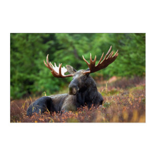 Moose Acrylic Print