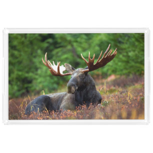 Moose Acrylic Tray