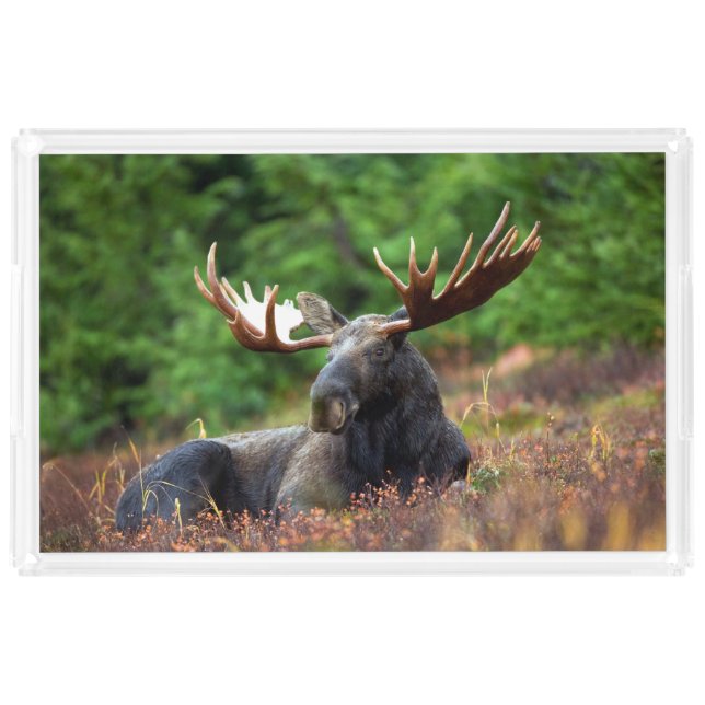 Moose Acrylic Tray (Front)