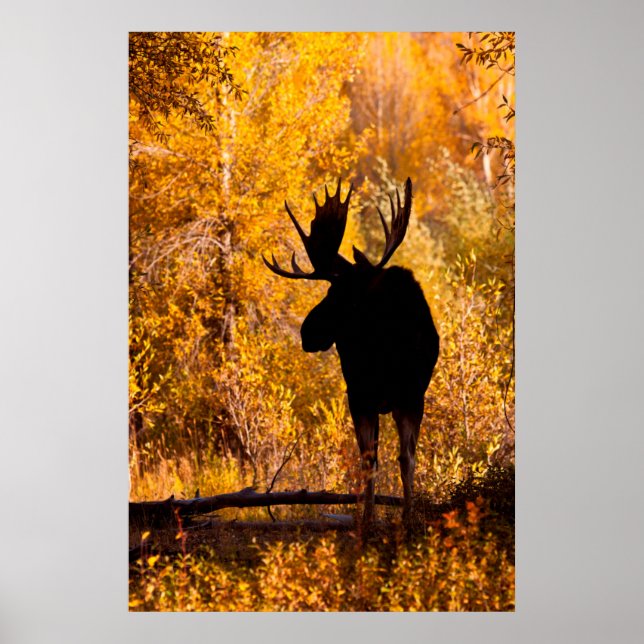 Moose (Alces Alces) Bull In Golden Willows 2 Poster (Front)