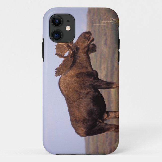 moose, Alces alces, bull with large antlers Case-Mate iPhone Case (Back)