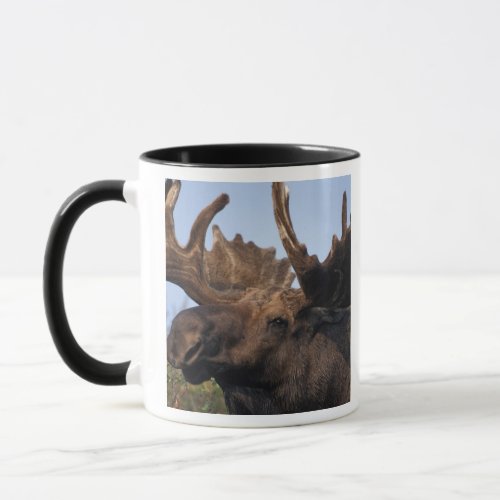 moose Alces alces bull with large antlers in 2 Mug