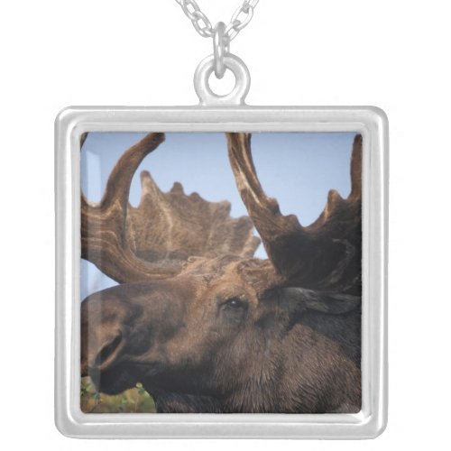 moose Alces alces bull with large antlers in 2 Silver Plated Necklace
