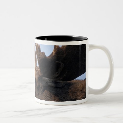 moose Alces alces bull with large antlers in 2 Two_Tone Coffee Mug