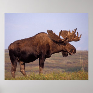moose, Alces alces, bull with large antlers in Poster
