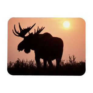 moose, Alces alces, bull with large antlers, Magnet