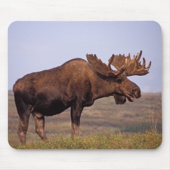 moose, Alces alces, bull with large antlers Mouse Pad (Front)