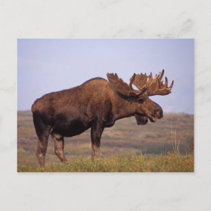 moose, Alces alces, bull with large antlers Postcard