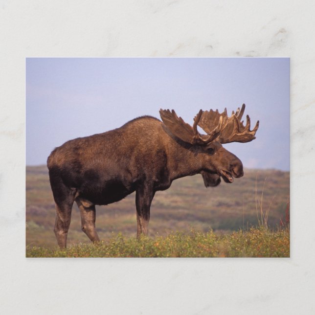 moose, Alces alces, bull with large antlers Postcard (Front)