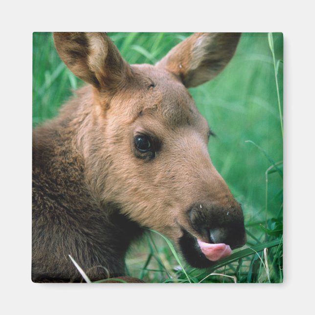 moose, Alces alces, calf lying in grass, Kenai Magnet (Front)