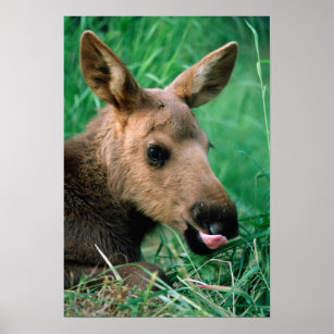 moose, Alces alces, calf lying in grass, Kenai Poster