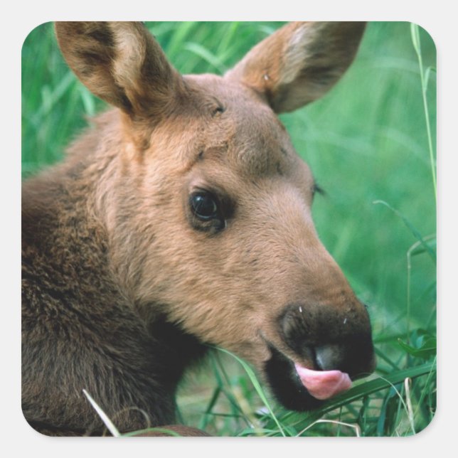 moose, Alces alces, calf lying in grass, Kenai Square Sticker (Front)