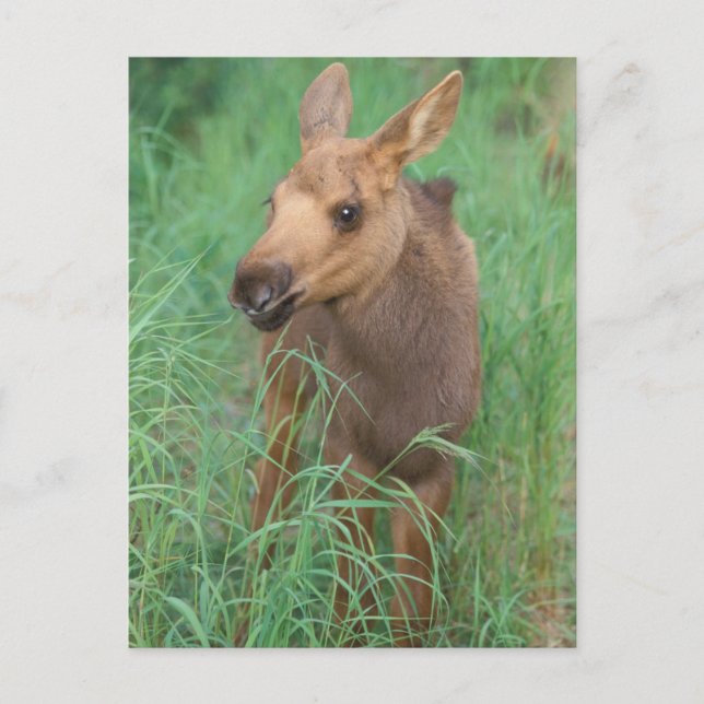 moose, Alces alces, newborn calf stands Postcard (Front)