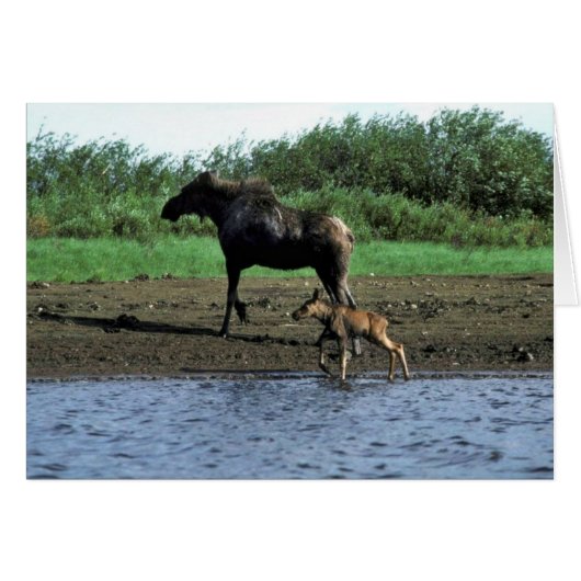 Moose and Calf (Front Horizontal)