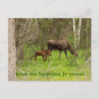 Moose and calf postcard