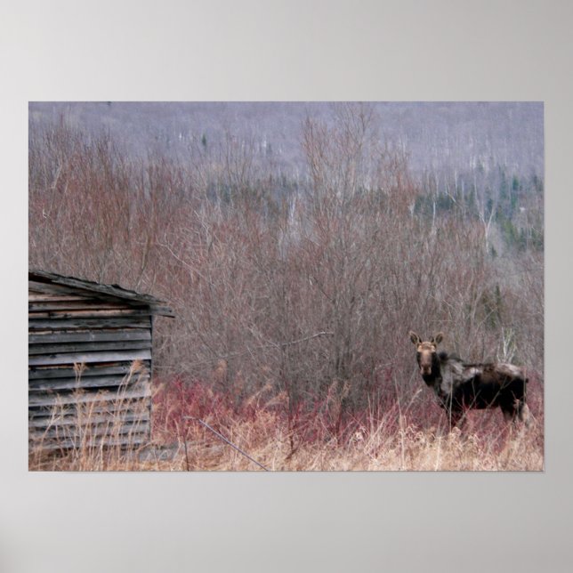 moose and old house poster (Front)