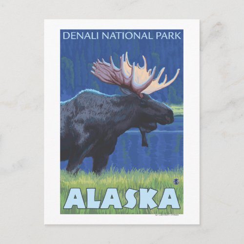 Moose at Night _ Denali Natl Park Alaska Postcard