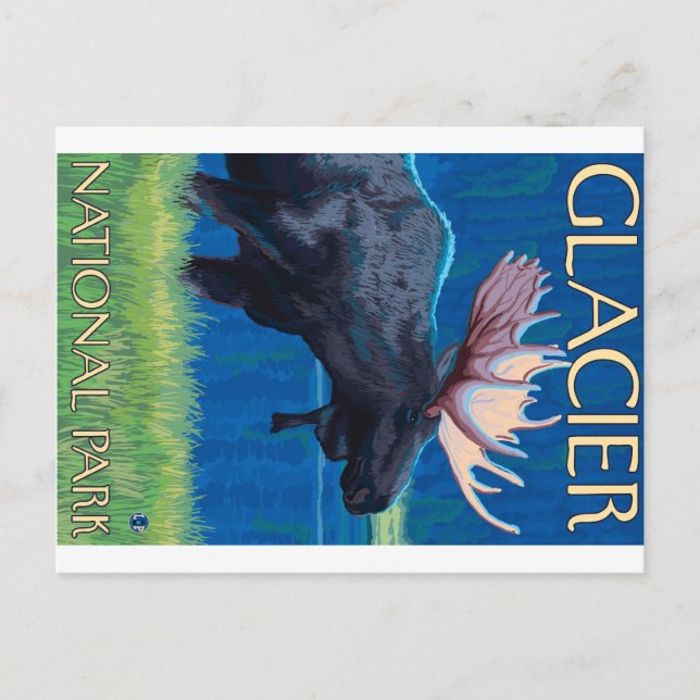 Moose at Night - Glacier National Park, MT Postcard (Front)