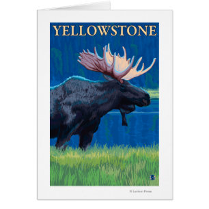 Moose at Night - Yellowstone National Park Cards