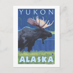 Moose at Night - Yukon, Alaska Postcard