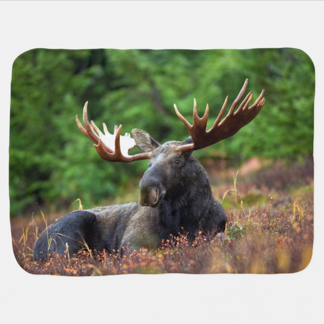 Moose Baby Blanket (Horizontal)