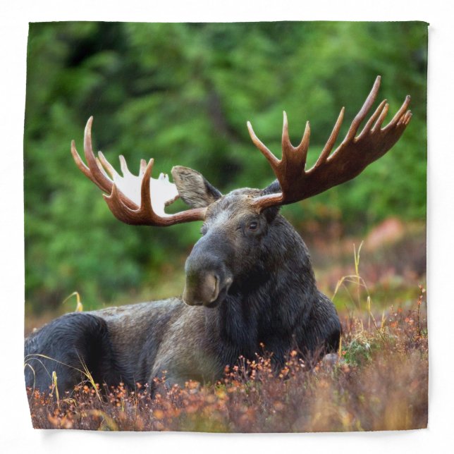 Moose Bandana (Front)