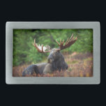 Moose Belt Buckle<br><div class="desc">Magnificent photo of a majestic moose reclining in a field of wildflowers. Photo by Shivam Kumar.</div>