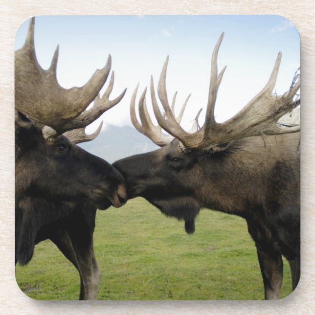 Moose Beverage Coaster (Front)