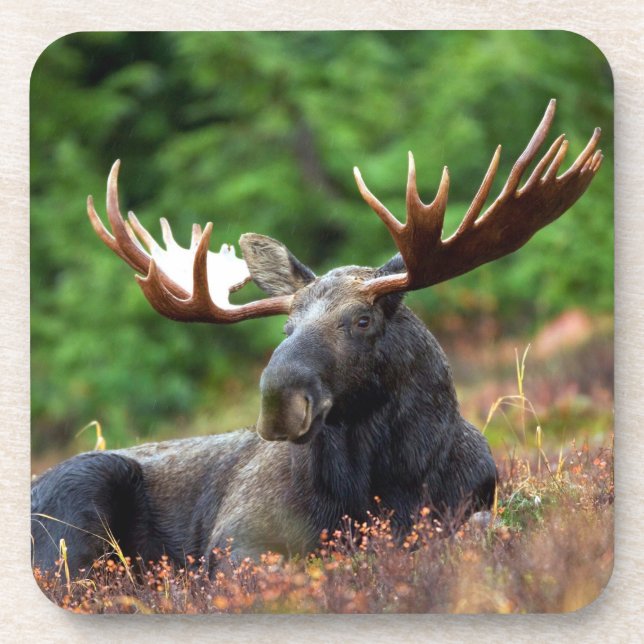 Moose Beverage Coaster (Front)