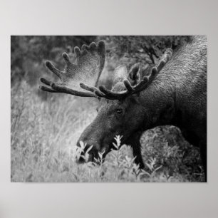 MOOSE BLACK AND WHITE PHOTO CABIN DECOR POSTER