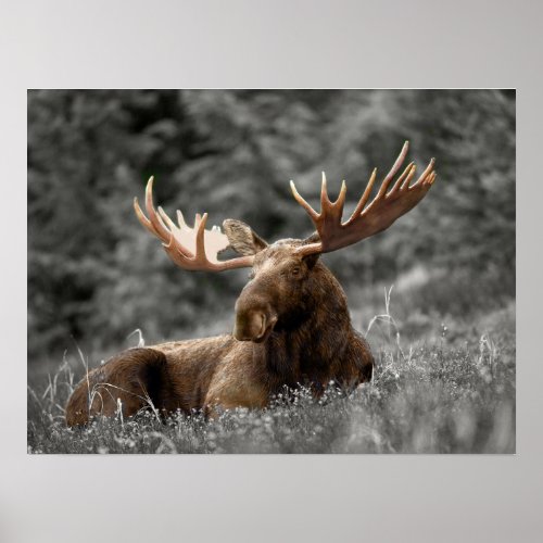 Moose Black White Photo Monochromatic Rustic Poster