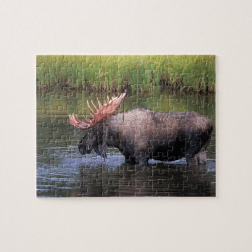 moose bull in a kettle pond and feeds on jigsaw puzzle