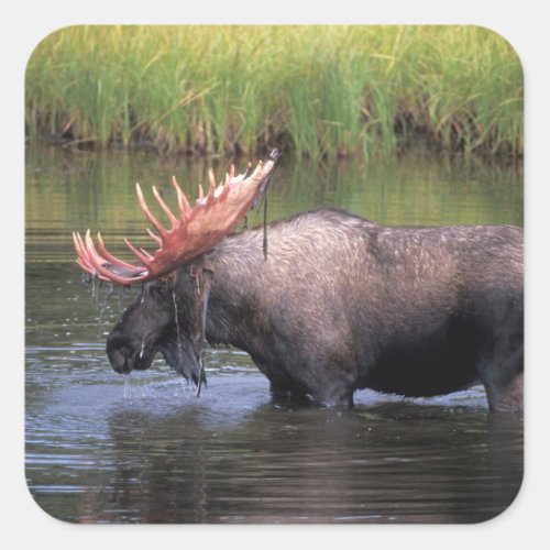 moose bull in a kettle pond and feeds on square sticker