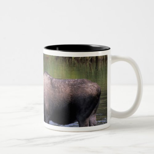 moose bull in a kettle pond and feeds on Two_Tone coffee mug