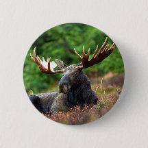 Moose Button