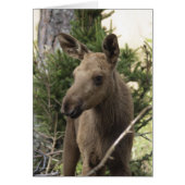 Moose Calf (Front)