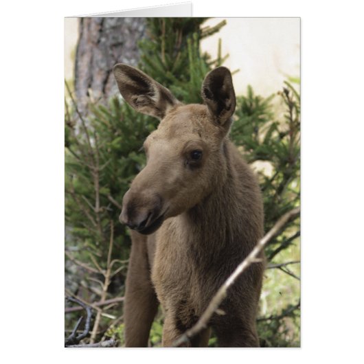 Moose Calf Cards (Front)